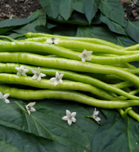 Fişek F1 Kıl Tatlı Biber